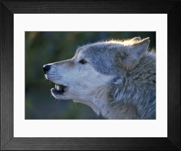 Framed Print : Picture No. 10867105 Framed Print : Picture No. 10867105