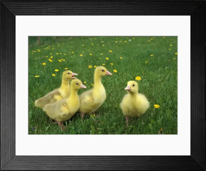 Framed Print : Picture No. 10867096 Framed Print : Picture No. 10867096