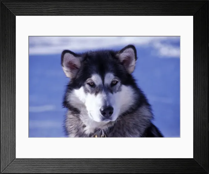 Framed Print : Picture No. 10867113 Framed Print : Picture No. 10867113