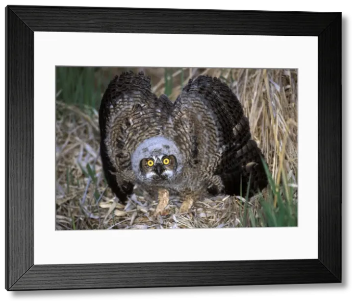 Framed Print : Picture No. 10867087 Framed Print : Picture No. 10867087