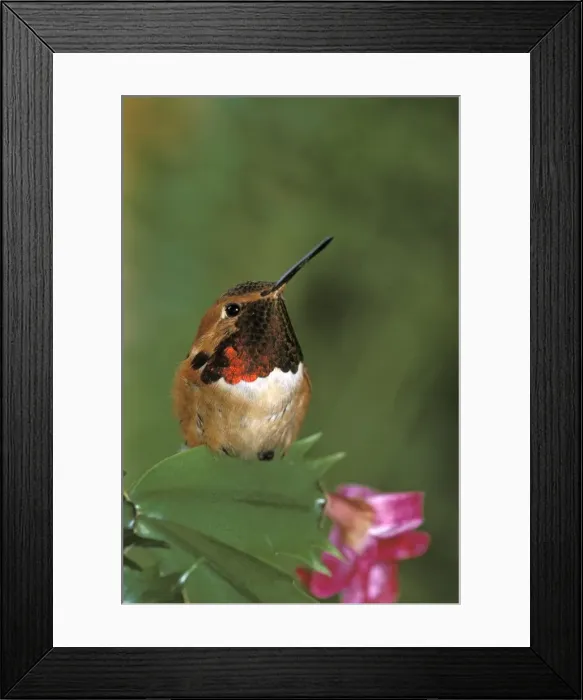Framed Print : Picture No. 10867086 Framed Print : Picture No. 10867086