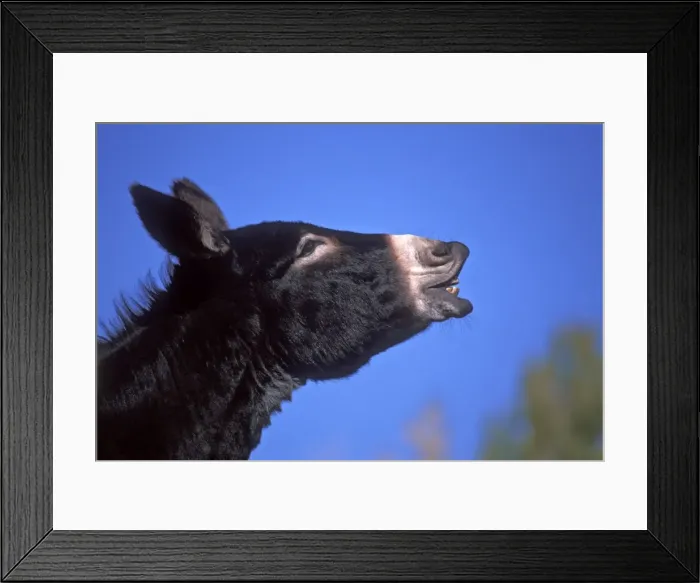Framed Print : Picture No. 10867106 Framed Print : Picture No. 10867106