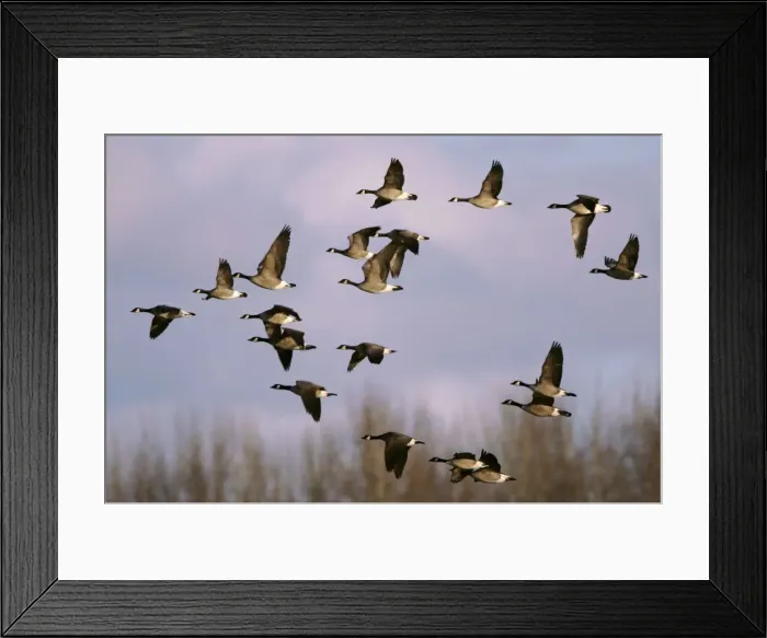 Framed Print : Picture No. 10867151 Framed Print : Picture No. 10867151