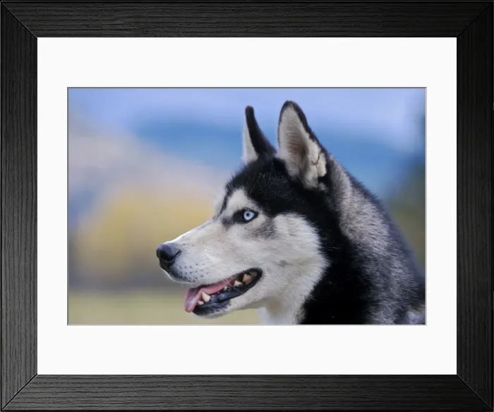 Framed Print : Picture No. 10867119