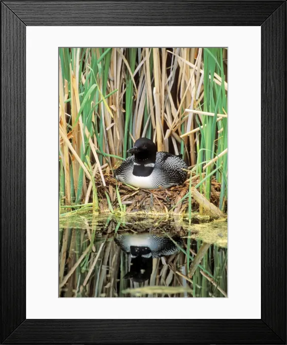 Framed Print : Picture No. 10867121 Framed Print : Picture No. 10867121
