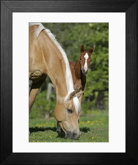 Framed Print : Picture No. 10867156 Framed Print : Picture No. 10867156