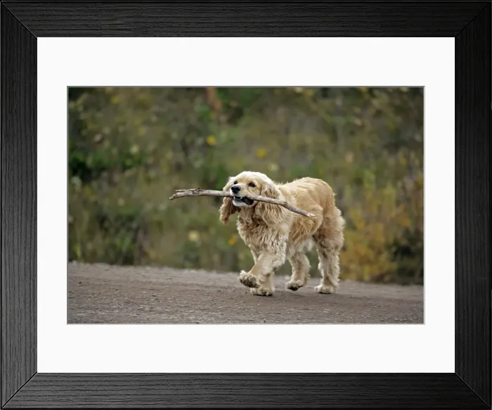 Framed Print : Picture No. 10867146 Framed Print : Picture No. 10867146