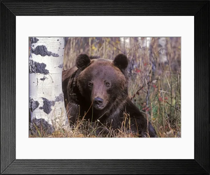 Framed Print : Picture No. 10867098 Framed Print : Picture No. 10867098