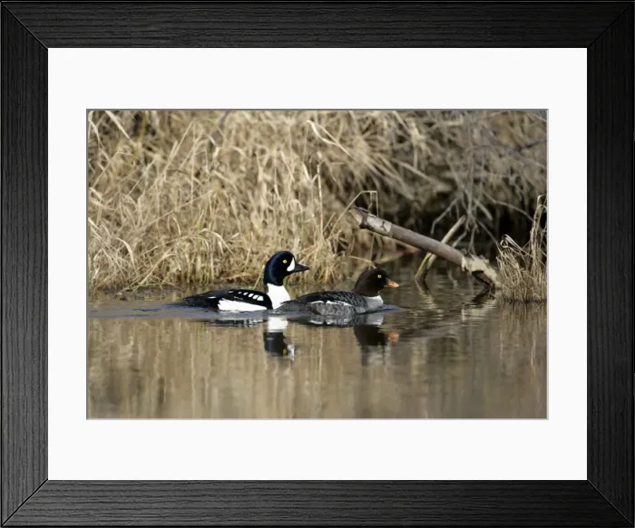 Framed Print : Picture No. 10867149 Framed Print : Picture No. 10867149