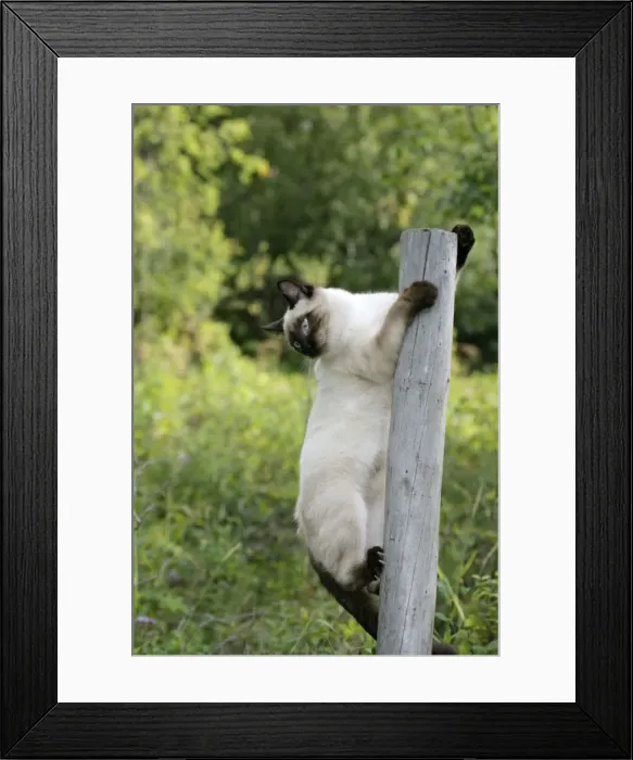 Framed Print : Picture No. 10867138 Framed Print : Picture No. 10867138