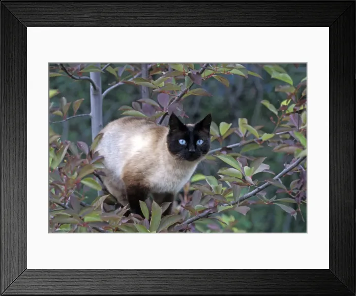 Framed Print : Picture No. 10867102 Framed Print : Picture No. 10867102