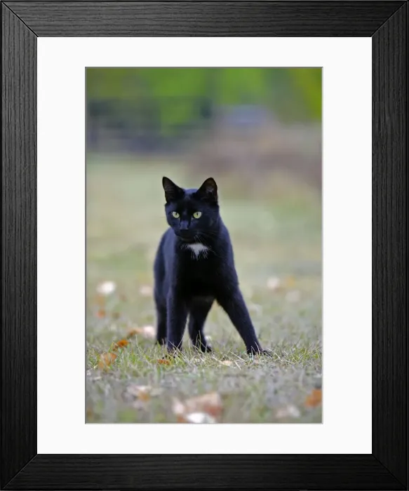 Framed Print : Picture No. 10867171 Framed Print : Picture No. 10867171