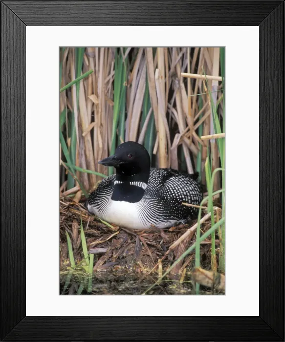 Framed Print : Picture No. 10867120 Framed Print : Picture No. 10867120