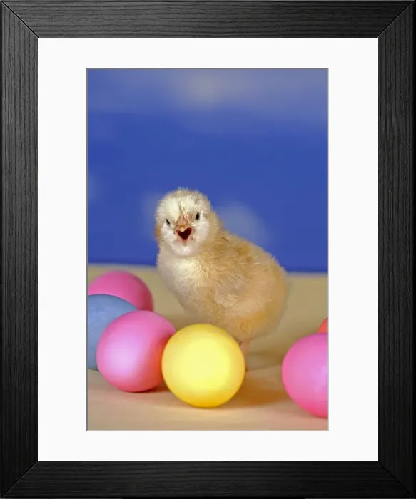 Framed Print : Picture No. 10865514 Framed Print : Picture No. 10865514