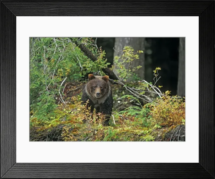 Framed Print : Picture No. 10867082