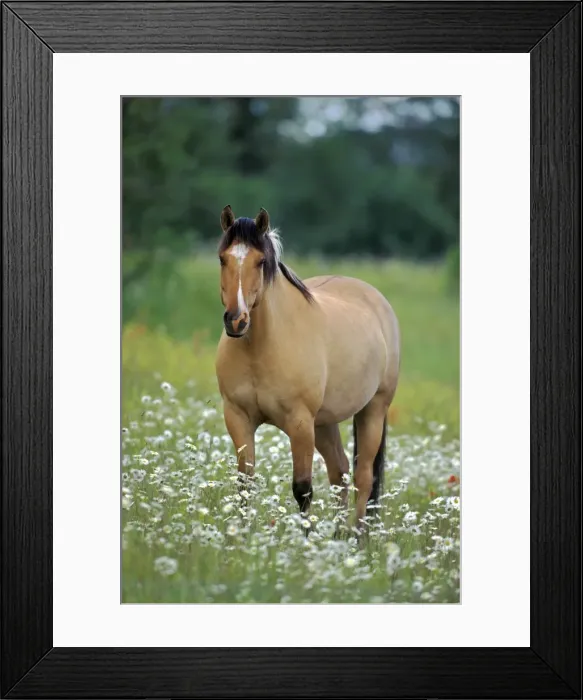 Framed Print : Picture No. 10867081 Framed Print : Picture No. 10867081