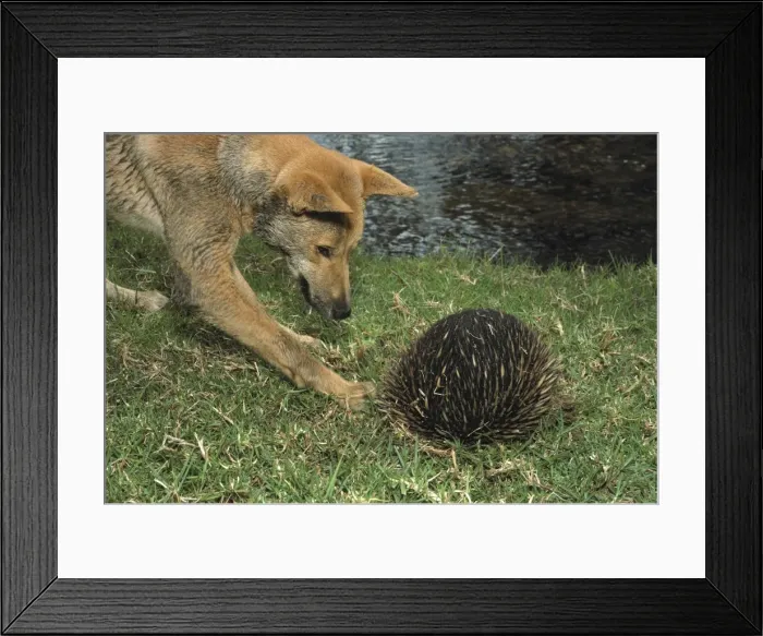 Framed Print : Picture No. 10865358