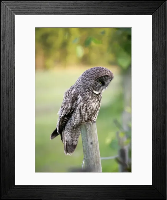 Framed Print : Picture No. 10867142 Framed Print : Picture No. 10867142