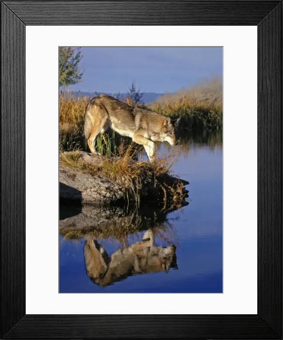 Framed Print : Picture No. 10867118 Framed Print : Picture No. 10867118
