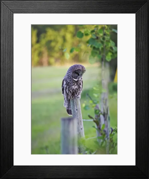 Framed Print : Picture No. 10867141 Framed Print : Picture No. 10867141