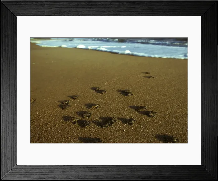 Framed Print : Picture No. 10865339 Framed Print : Picture No. 10865339