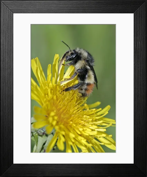 Framed Print : Picture No. 10867152 Framed Print : Picture No. 10867152