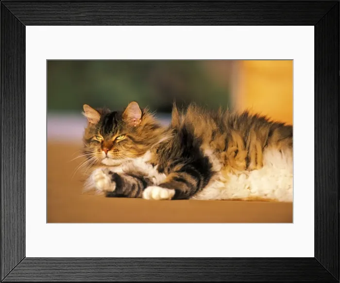 Framed Print : Picture No. 10867117 Framed Print : Picture No. 10867117