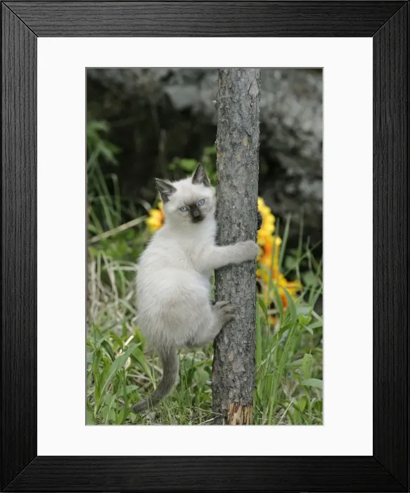 Framed Print : Picture No. 10867176 Framed Print : Picture No. 10867176