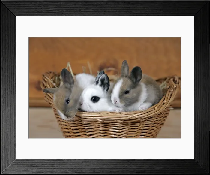 Framed Print : Picture No. 10867165 Framed Print : Picture No. 10867165