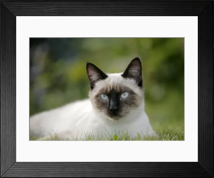 Framed Print : Picture No. 10867135 Framed Print : Picture No. 10867135