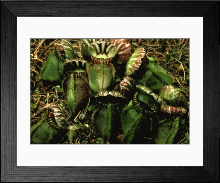 Framed Print : Picture No. 10865355 Framed Print : Picture No. 10865355