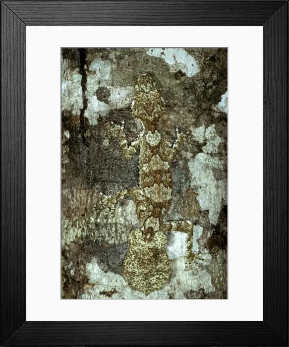 Framed Print : Picture No. 10865343 Framed Print : Picture No. 10865343