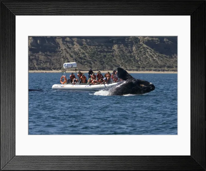 Framed Print : Picture No. 10865399 Framed Print : Picture No. 10865399