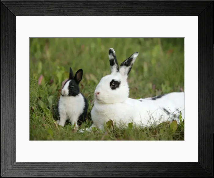 Framed Print : Picture No. 10867163 Framed Print : Picture No. 10867163