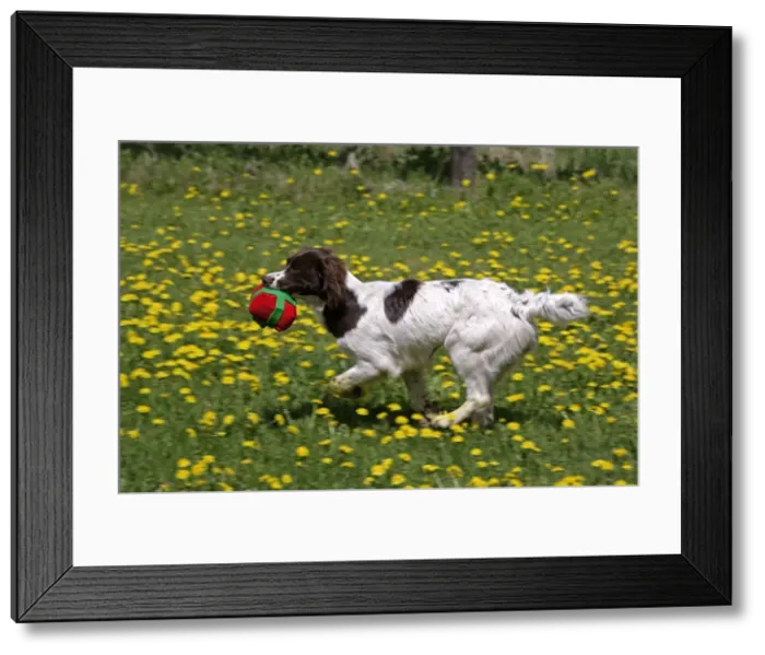 Framed Print : Picture No. 10867160 Framed Print : Picture No. 10867160