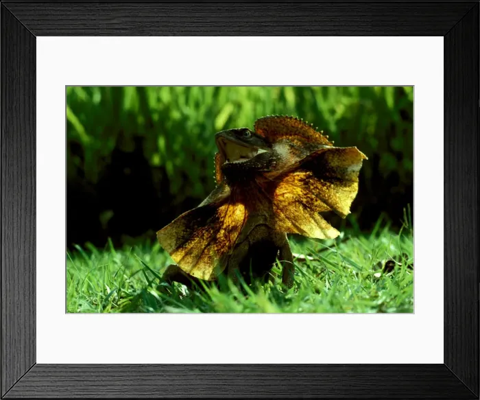 Framed Print : Picture No. 10865341 Framed Print : Picture No. 10865341