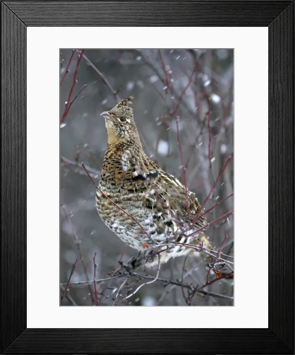 Framed Print : Picture No. 10867144 Framed Print : Picture No. 10867144