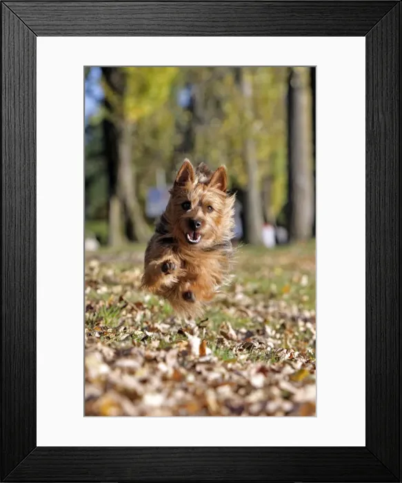 Framed Print : Picture No. 10867130 Framed Print : Picture No. 10867130
