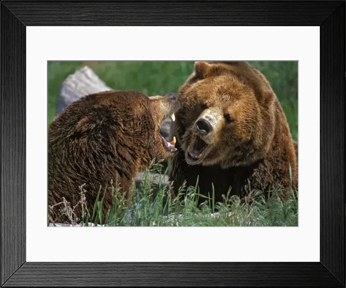 Framed Print : Picture No. 10867094 Framed Print : Picture No. 10867094