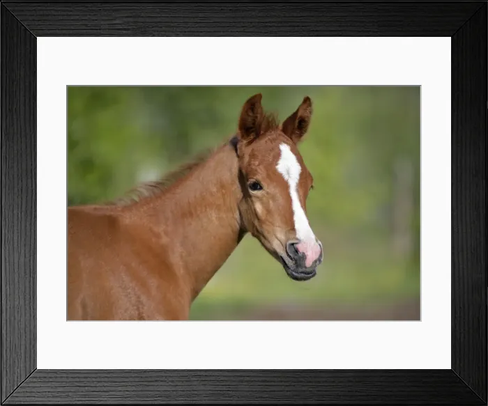 Framed Print : Picture No. 10867155