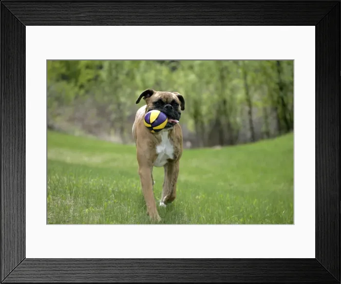 Framed Print : Picture No. 10867174 Framed Print : Picture No. 10867174