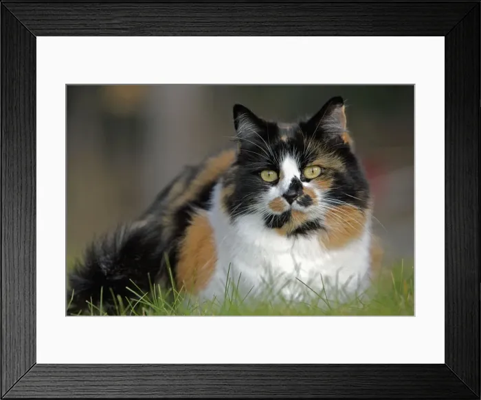 Framed Print : Picture No. 10867169