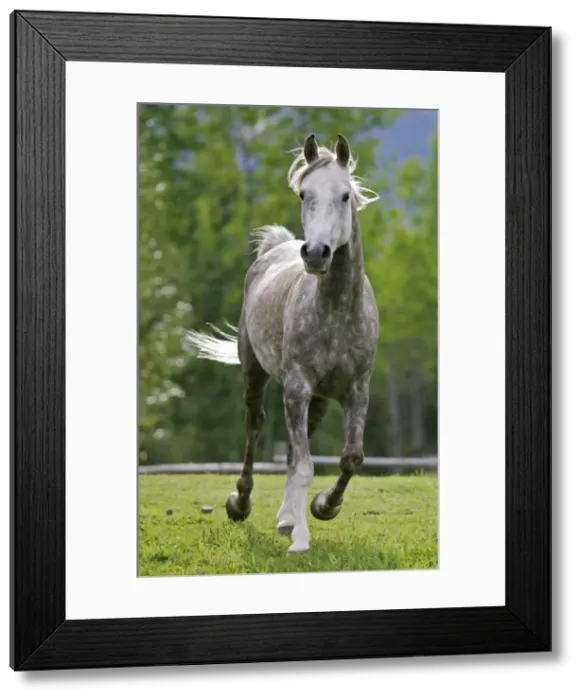 Framed Print : Picture No. 10867148 Framed Print : Picture No. 10867148