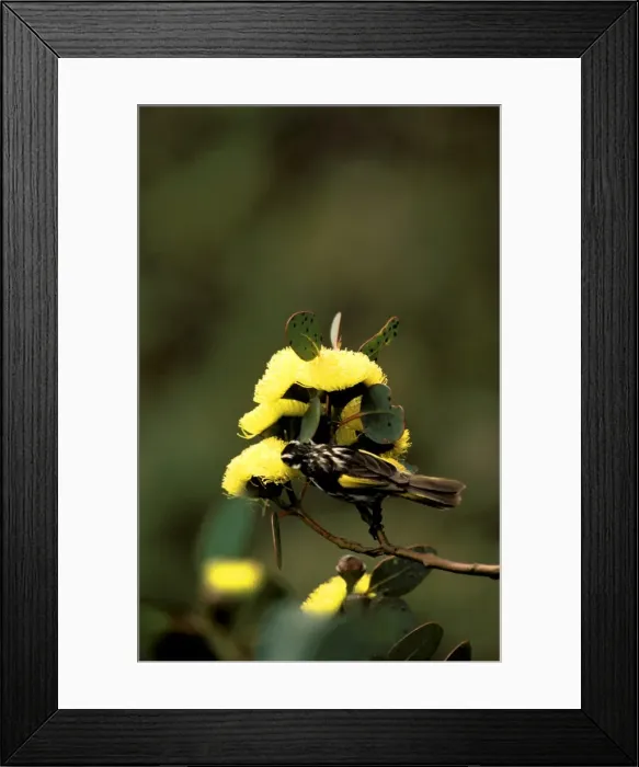 Framed Print : Picture No. 10865333 Framed Print : Picture No. 10865333