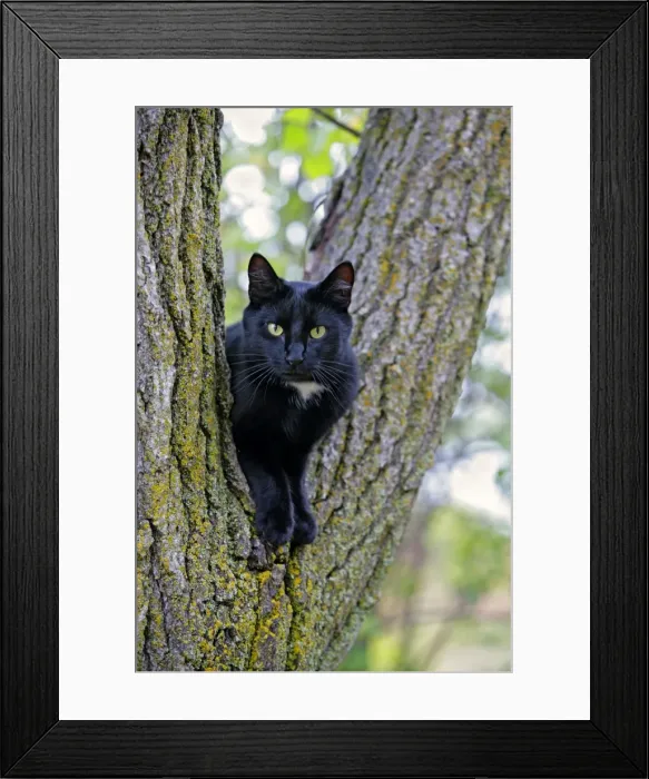 Framed Print : Picture No. 10867173 Framed Print : Picture No. 10867173
