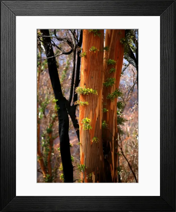 Framed Print : Picture No. 10863109 Framed Print : Picture No. 10863109