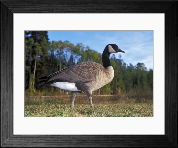 Framed Print : Picture No. 10867097