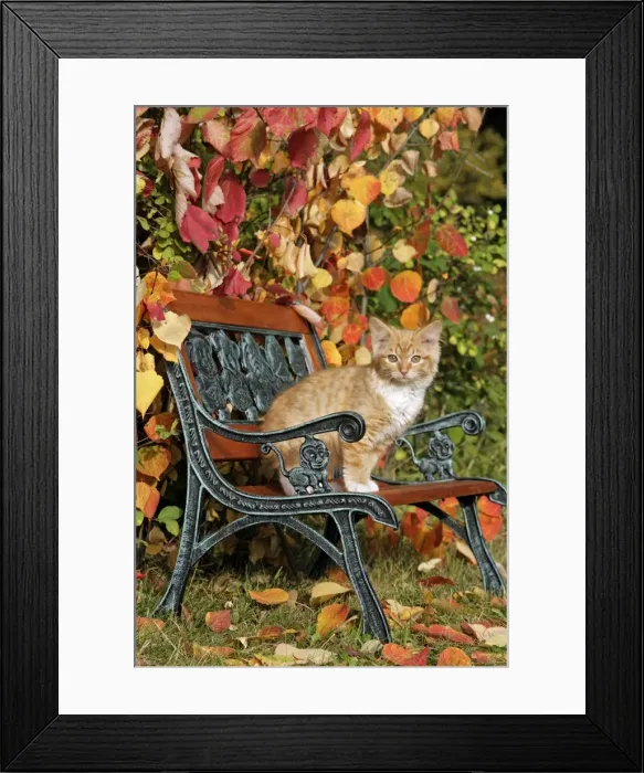 Framed Print : Picture No. 10867143 Framed Print : Picture No. 10867143