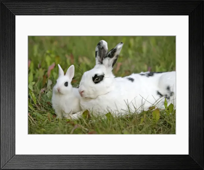 Framed Print : Picture No. 10867164 Framed Print : Picture No. 10867164