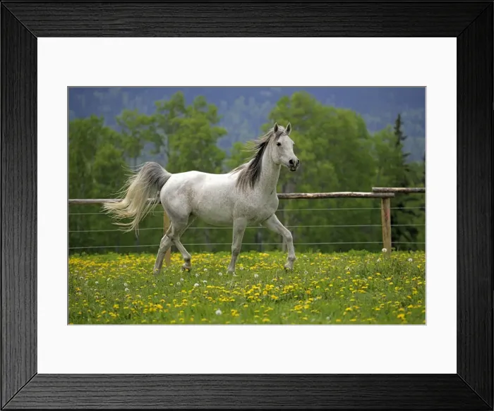 Framed Print : Picture No. 10872576 Framed Print : Picture No. 10872576